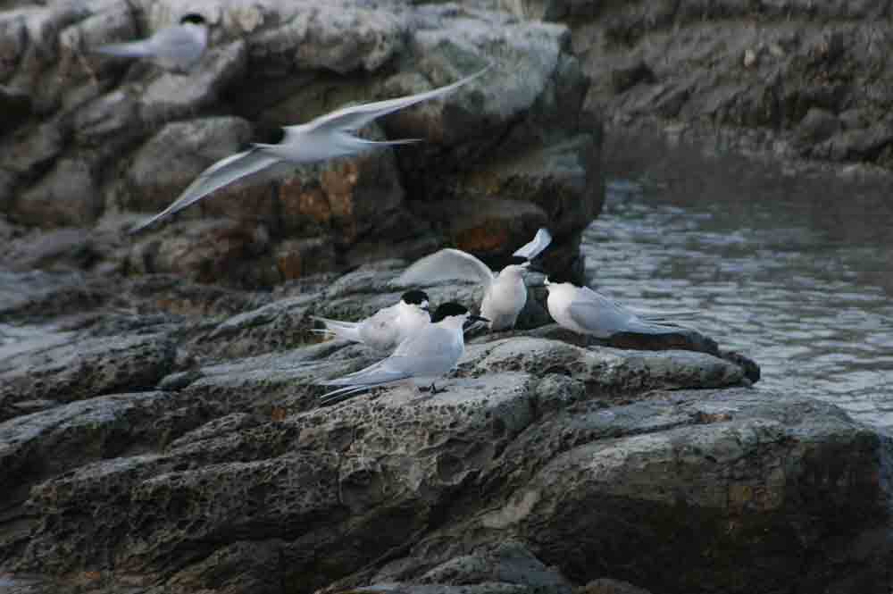 Pájaros - Nueva Zelanda.jpg